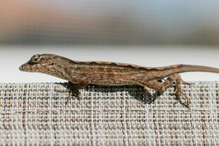 趴在织物上的棕色小蜥蜴