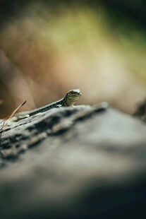 岩石上的小蜥蜴