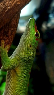 绿壁虎攀爬树干瞬间