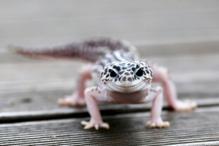 可爱小蜥蜴趴在木面上