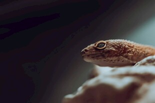 特写可爱的壁虎