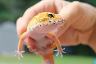 手托可爱小壁虎