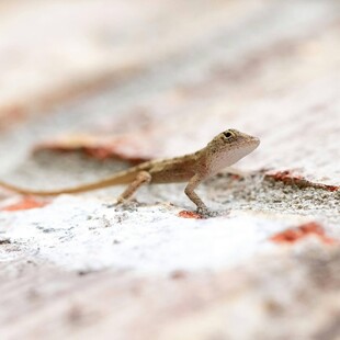 岩石上的小蜥蜴