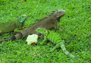 草地上的几只绿鬣蜥