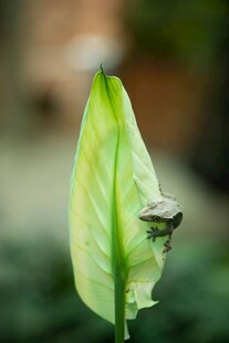 蜥蜴