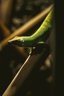 翠绿蜥蜴栖息于树枝间