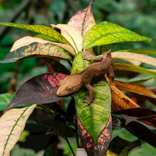 叶上栖息的褐色壁虎