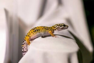 多彩壁虎趴在白色物体上