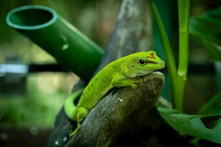 翠绿蜥蜴栖息于枝杈间