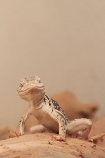 可爱豹纹守宫