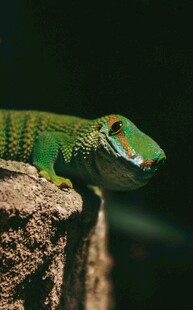 翠绿壁虎栖息于岩石之上