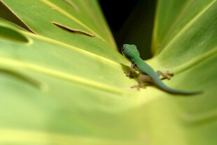 绿叶上的翠绿小蜥蜴