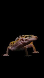 多彩奇特的站立蜥蜴