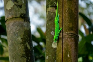 树枝上的绿色蜥蜴