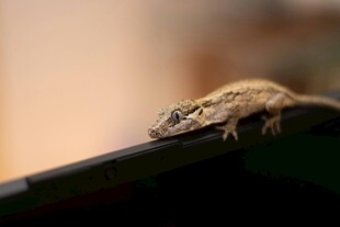 屋顶上的小蜥蜴