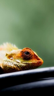 特写凝望的多彩蜥蜴