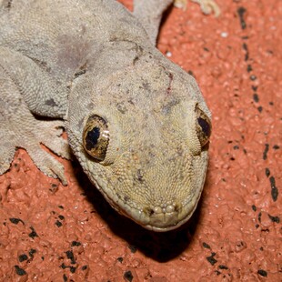 特写一只可爱的壁虎