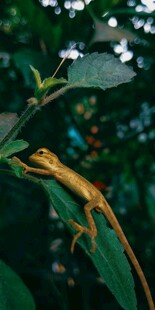 树枝上的金色蜥蜴