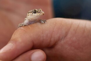 手掌上的小蜥蜴