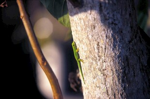 树干旁的绿色蜥蜴