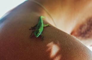 肩头的绿色小蜥蜴