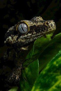 绿叶上的神秘蜥蜴