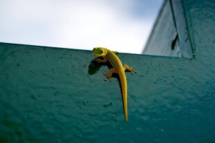 墙上的黄色蜥蜴