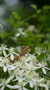 蜥蜴