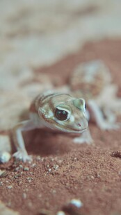 沙漠中的小蜥蜴特写