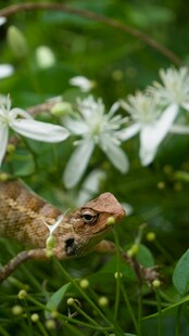 绿叶间的蛙与白色小花