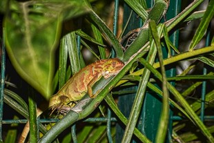 绿叶间的变色龙