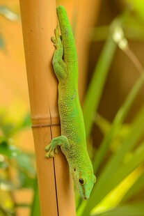翠绿壁虎攀附于竹竿上