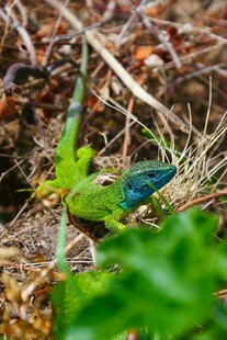 草丛中的多彩蜥蜴
