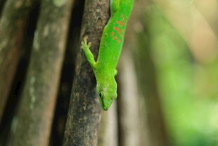 绿色壁虎攀附树干