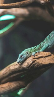 树枝上的绿蜥蜴