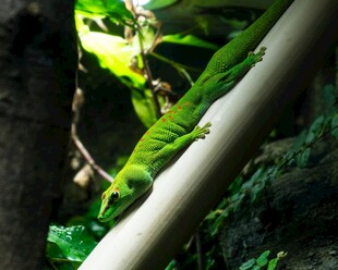 绿叶间的白色管道