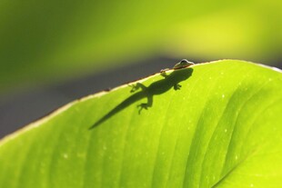 绿叶上的小蜻蜓