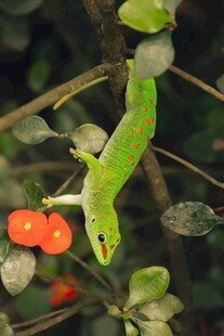 绿叶上的绿虫与红果