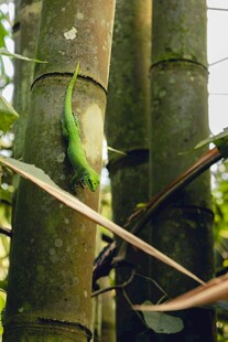 树上的绿蜥蜴与悬挂物品