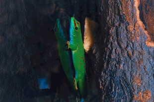 洞穴中栖息的绿色小鸟