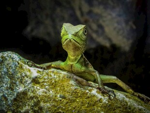 岩石上的绿色蜥蜴