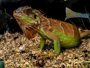 绿鬃蜥蜴栖息于沙石间