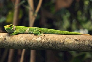 树枝上的翠绿蜥蜴