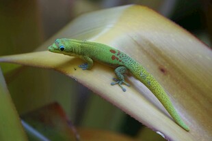 绿叶上的绿色小壁虎