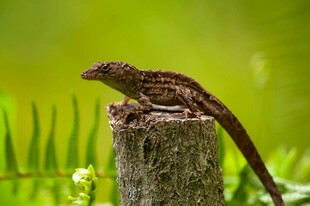 树桩上的蜥蜴