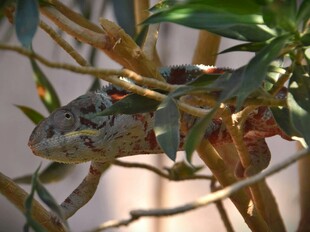 树枝上的变色龙