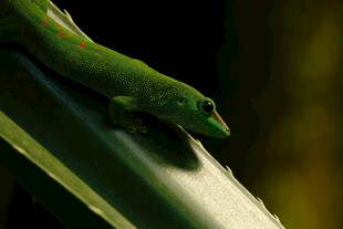 绿叶上的绿色壁虎