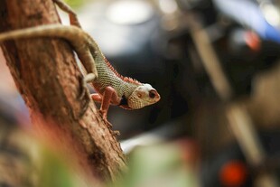 树枝上的多彩小蜥蜴