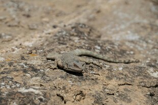 岩石上的小蜥蜴