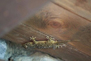 木头上的奇特小昆虫